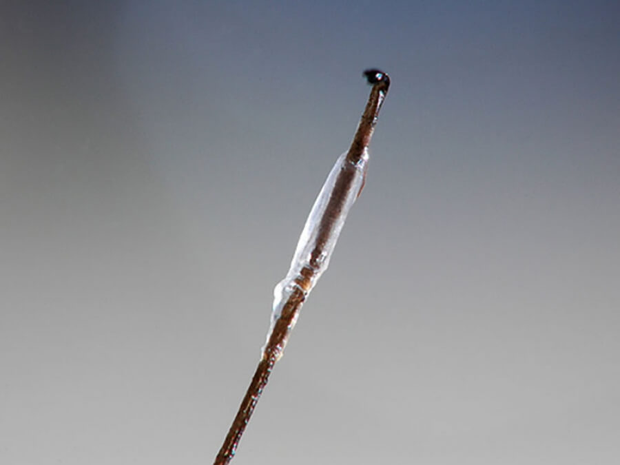 the main image - hair follicle